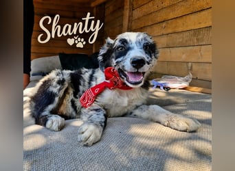 Shanty