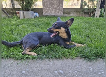 Hanni
