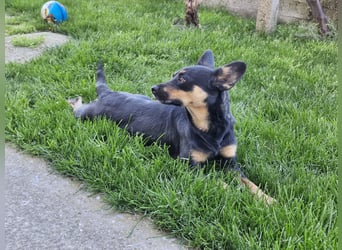 Hanni
