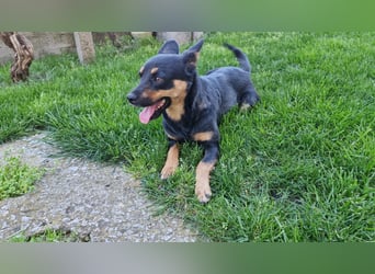 Hanni