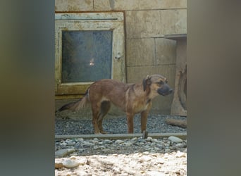 Hübsche ALMA sucht liebevolles Zuhause