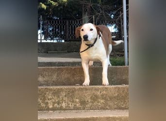 BEPI - Wer löst sein Ticket ins Glück und schenkt ihm ein liebevolles, ruhiges Zuhause