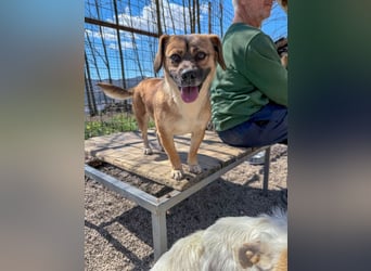 Herzensmensch gesucht - liebe MILLIE hofft auf den Hauptgewinn "FÜR-IMMER-ZUHAUSE"