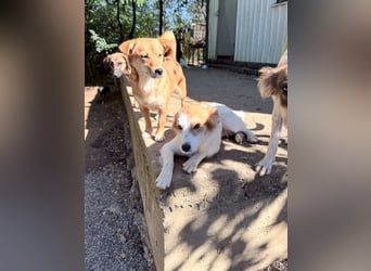 SENA sanft, sozial, sucht neugierig nach Ihren Herzensmenschen