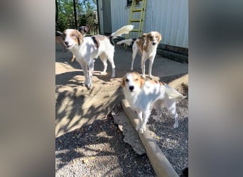 Kuschelmaus ANNEMARIE sucht ein Zuhause