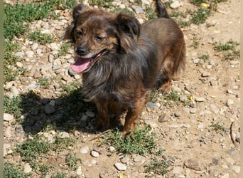 Kuckuck, wer schenkt Traumhündin EMILIJA ein liebevolles Zuhause?