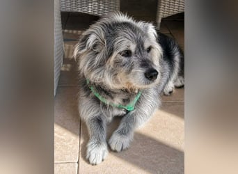 Verspielter Hunde-Opi BUDDY kann in 29413 Dähre kennengelernt werden