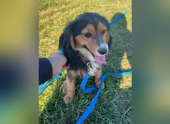 Bezaubernder zuckersüßer BOBISHA sucht sein Für-Immer-Zuhause