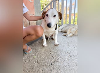 BEPI - Wer löst sein Ticket ins Glück und schenkt ihm ein liebevolles, ruhiges Zuhause