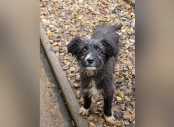 Kleine KALINA sucht ihr Kuschelkörbchen in Deutschland