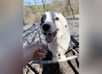 PUPIN einzigartig, sozial, verspielt - rundum perfekt bis auf die Familie die ihm fehlt