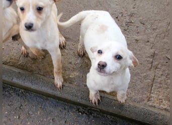 Aufgeweckter SKIPPER sucht aktive Menschen zum Spielen und Toben