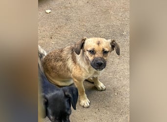 Fröhlicher SMOKY sucht Menschen zum Spielen und Toben!