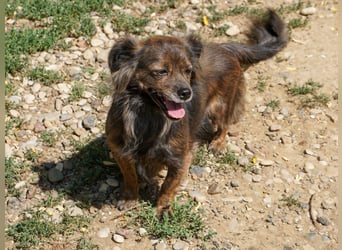 Kuckuck, wer schenkt Traumhündin EMILIJA ein liebevolles Zuhause?