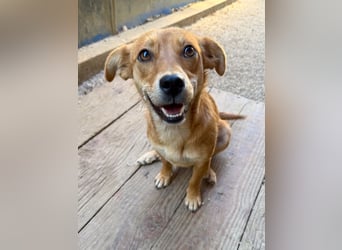 SENA sanft, sozial, sucht neugierig nach Ihren Herzensmenschen