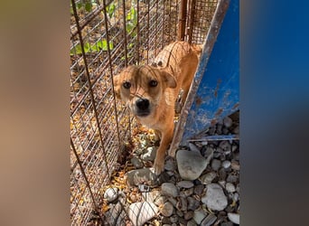 SENA sanft, sozial, sucht neugierig nach Ihren Herzensmenschen