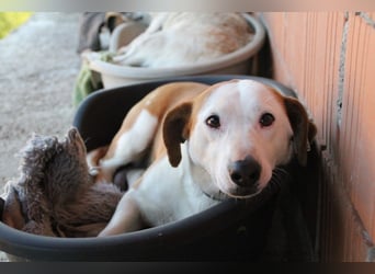 BEPI - Wer löst sein Ticket ins Glück und schenkt ihm ein liebevolles, ruhiges Zuhause