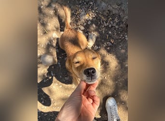 SENA sanft, sozial, sucht neugierig nach Ihren Herzensmenschen