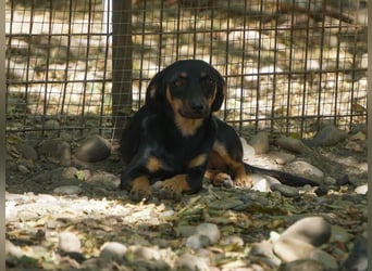 Schmusemaus SMILLA will endlich mit ihren eigenen Menschen kuscheln