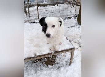 PUPIN einzigartig, sozial, verspielt - rundum perfekt bis auf die Familie die ihm fehlt
