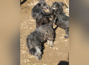 Fellknäul KEANU möchte endlich mit seiner eigenen Familie Kuscheln und Toben