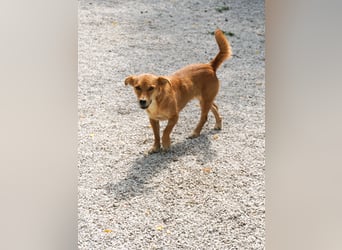 SENA sanft, sozial, sucht neugierig nach Ihren Herzensmenschen