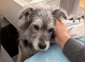 Verspielter Hunde-Opi BUDDY kann in 29413 Dähre kennengelernt werden