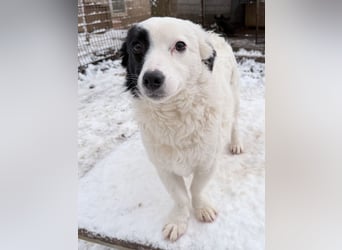 PUPIN kleines absolut einzigartiges Energiebündel