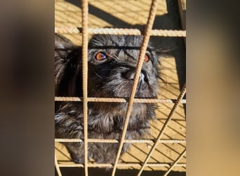 RAMONA ihr fehlt nur eines ihre eigene Familie