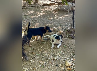 Schnuckelchen BEVAN liebt Kuscheln und Schmusen