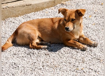 SENA sanft, sozial, sucht neugierig nach Ihren Herzensmenschen