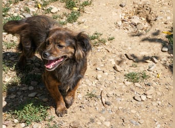 Kuckuck, wer schenkt Traumhündin EMILIJA ein liebevolles Zuhause?