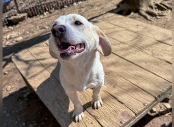 Aufgeweckter SKIPPER sucht aktive Menschen zum Spielen und Toben