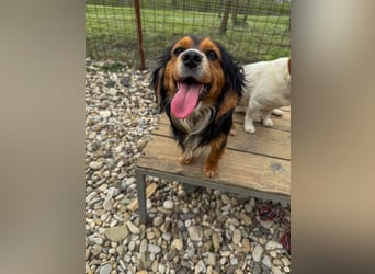 Bezaubernder zuckersüßer BOBISHA sucht sein Für-Immer-Zuhause