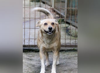 Kleine INESSA sucht das große Abenteuer außerhalb des Tierheims