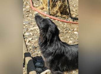 Darf KALEA dir bald um die Beine wuseln? Hoffentlich!