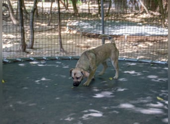 Fröhlicher SMOKY sucht Menschen zum Spielen und Toben!