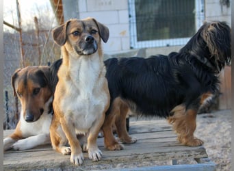 Herzensmensch gesucht - liebe MILLIE hofft auf den Hauptgewinn "FÜR-IMMER-ZUHAUSE"