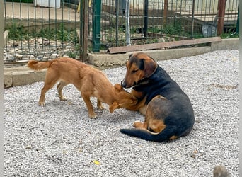 SENA sanft, sozial, sucht neugierig nach Ihren Herzensmenschen