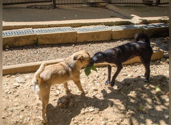Fröhlicher SMOKY sucht Menschen zum Spielen und Toben!