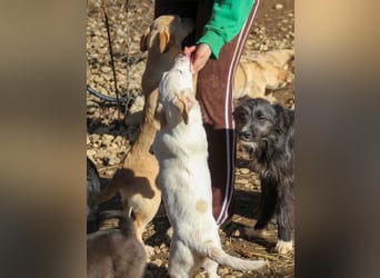 SKIPPER möchte bei seiner eigenen Familie erwachsen werden !