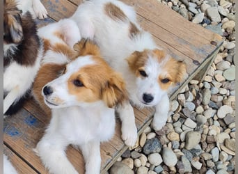 Kuschelmaus ANNEMARIE sucht ein Zuhause