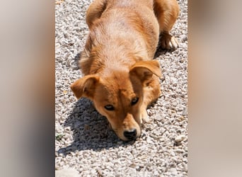 SENA sanft, sozial, sucht neugierig nach Ihren Herzensmenschen