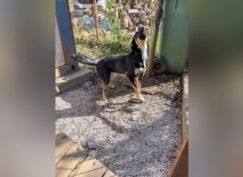 Neugierige ANIKA– ein Traum auf vier Pfoten