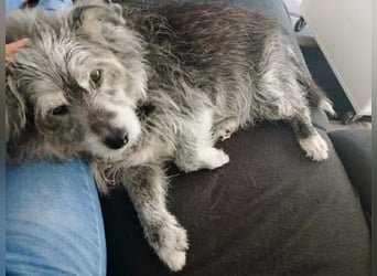 Verspielter Hunde-Opi BUDDY kann in 29413 Dähre kennengelernt werden