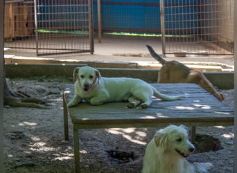 Aufgeweckter SKIPPER sucht aktive Menschen zum Spielen und Toben