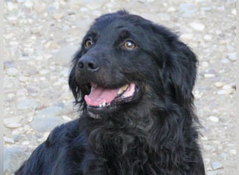 Sonnenschein RALF hofft auf sein Familienglück