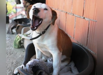 BEPI - Wer löst sein Ticket ins Glück und schenkt ihm ein liebevolles, ruhiges Zuhause