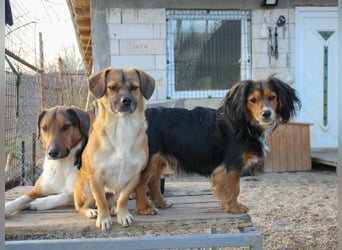 Schleckermaul MILLIE sucht nach ihren eigenen Leckerlispendern