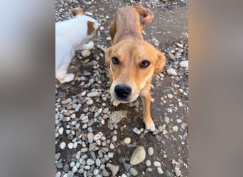 SENA sanft, sozial, sucht neugierig nach Ihren Herzensmenschen